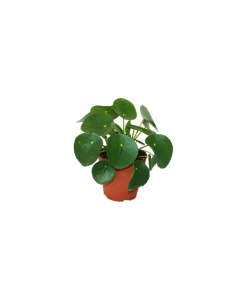Pilea Peperomioides Mini