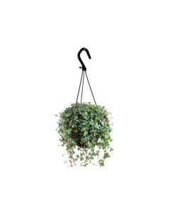 Pilea - Hanging Plant