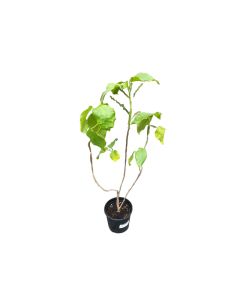 Acalypha