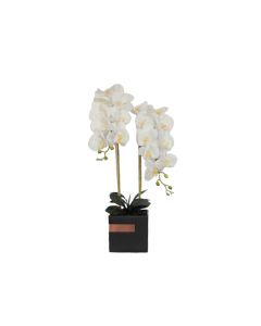 Plant Arrangements - 225