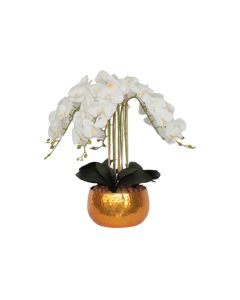 Plant Arrangements - 600