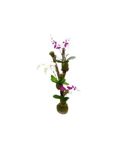 Orchid Arrangement in Wooden Trunk