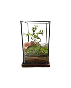 Plant Arrangements in a Rectangular Glass