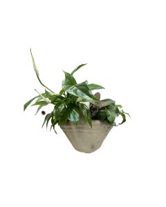 Plant Arrangement in Ceramic Pot