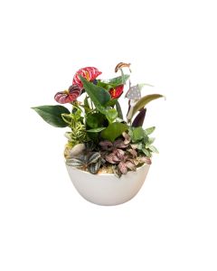 Plant Arrangement