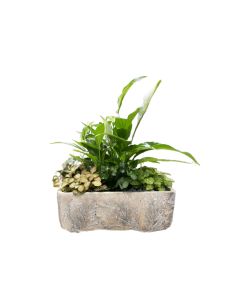 Plant arrangements - 165