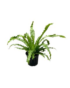 Asplenium Parvati