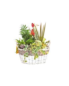HOF Basket Planter White Natural with Mix Plant Arrangement