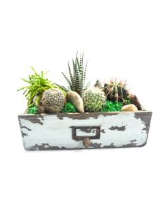 Succulents Arrangement in Wooden Box