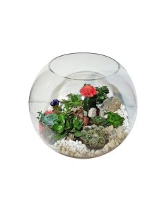 Phalaenopsis Classic Bowl Arrangement - HOF