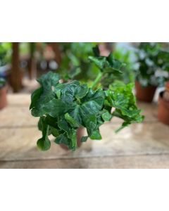 Philodendron
