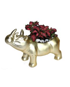 Plant arrangements - 85