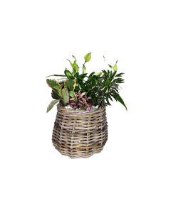 Mini Indoor Plants Mix Arrangement in Basket - HOF