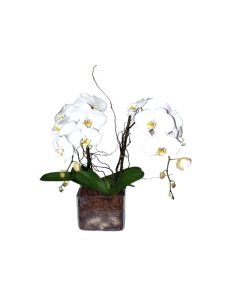Phalaenopsis Arrangement