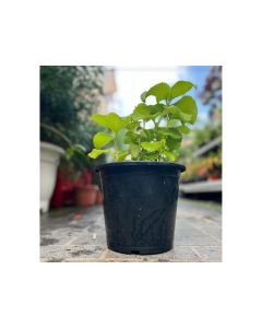 Plectranthus Barbatus