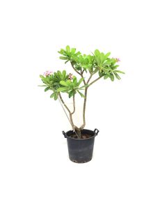 Plumeria Obtusa
