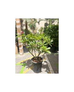 Plumeria Obtusa 30 L Pot