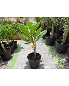 Plumeria Frangipani - Small Pot