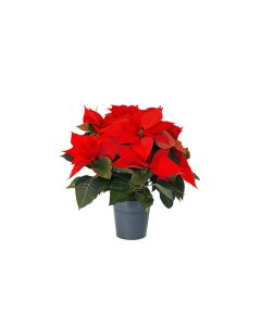 Poinsettia Mix - Red