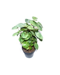 Polyscias Mix - (Fabian) Indoor Plant