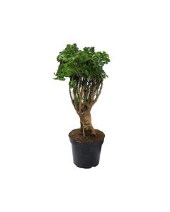 Polyscias Fruticosa