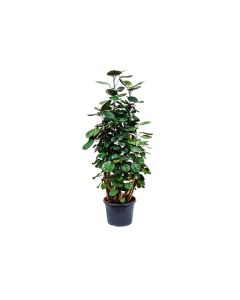 Polyscias scutellaria