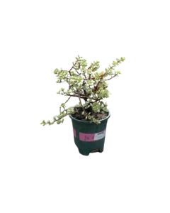Portulacaria Afra Bonsai