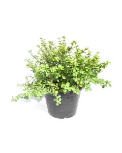 Portulaca Afra in Medium Pot or Elephant Bush