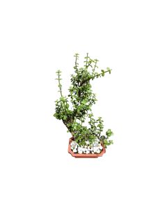 Portulacaria Afra Bonsai