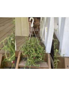 Portulaca Grandiflora Hanging