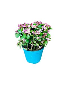 Portulacaria Afra - Small Pot