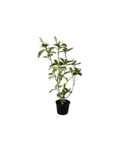 Pseuderanthemum Reticulatum Mix