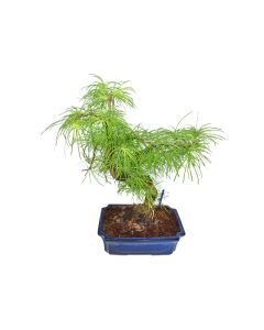 Pseudolarix Amabilis