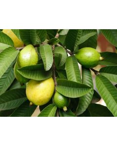 Psidium Guava Small
