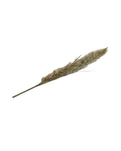 Pampas Grass Big - HOF