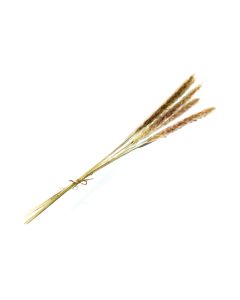 Pampas Grass Small Bunch - HOF