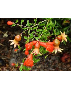 Punica granatum