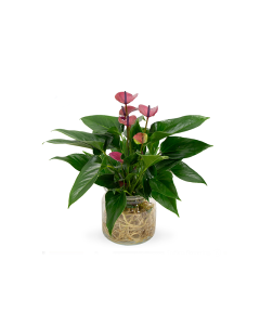 Anthurium Purple