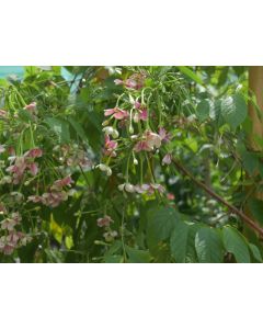 Quisqualis Indica- Rangoon Creeper Vine - Mix