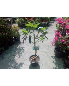 Avocado Plant for Outdoor