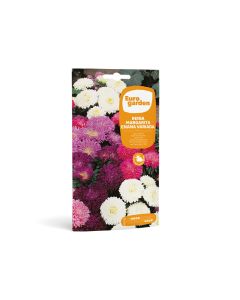 EG Aster Dwaft Mix Seeds