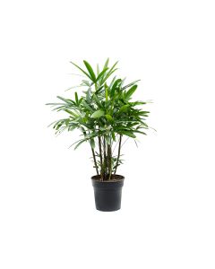 Rhapis Excelsea - Indoor