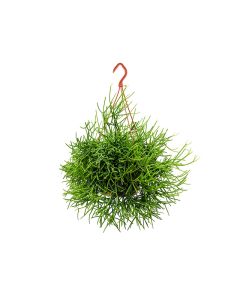 Rhipsalis Mix- Hanging