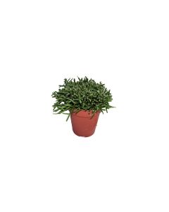 Rhipsalis mix