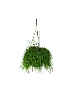 Rhipsalis