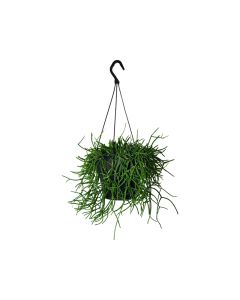 Rhipsalis Cassutha