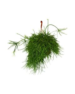 Rhipsalis Cassutha