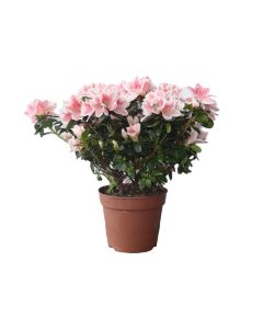 Potted Rhododendron - Pink