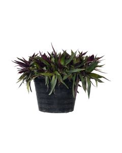 Rhoeo Discolor Potted
