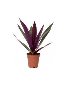 Rhoeo Discolor